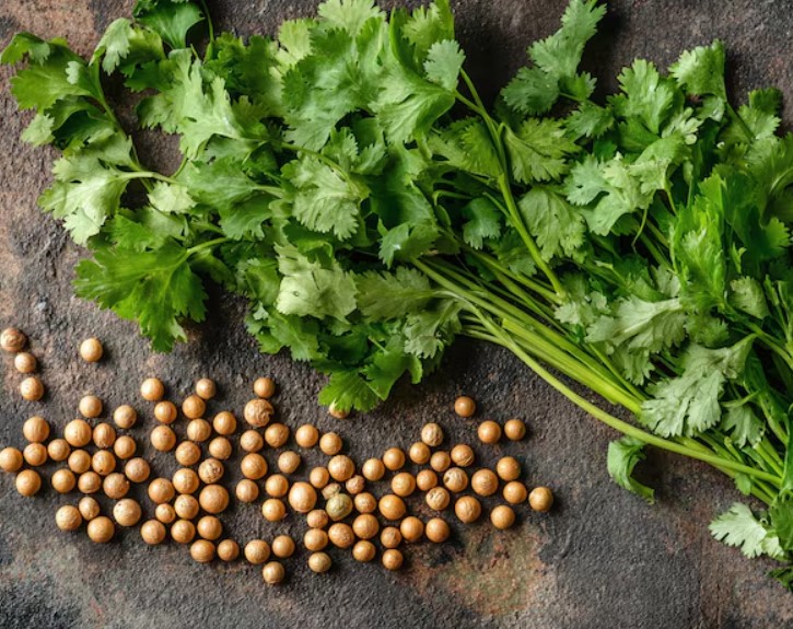 Coriander